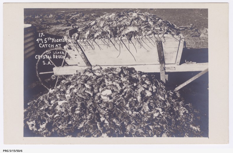 A black and white photo of a large barrow filled with dead rats and another mound of rats in front of the barrow.