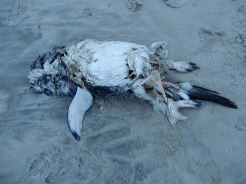 A photo of a headless penguin lying on the sand