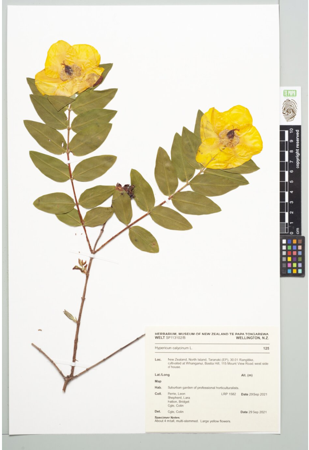 A pressed specimen showing leaves and two yellow flowers