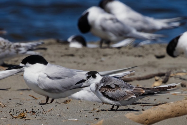 Black-headed birds on a sandy beach with two birds in the foregrounds and several birds in the blurry background