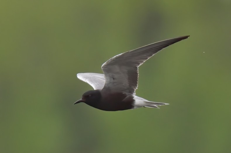 A close-up photo of a grey bird flying with a forest green blurry background.