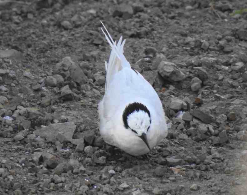 A white-grey bird with a black headband standing on gravel
