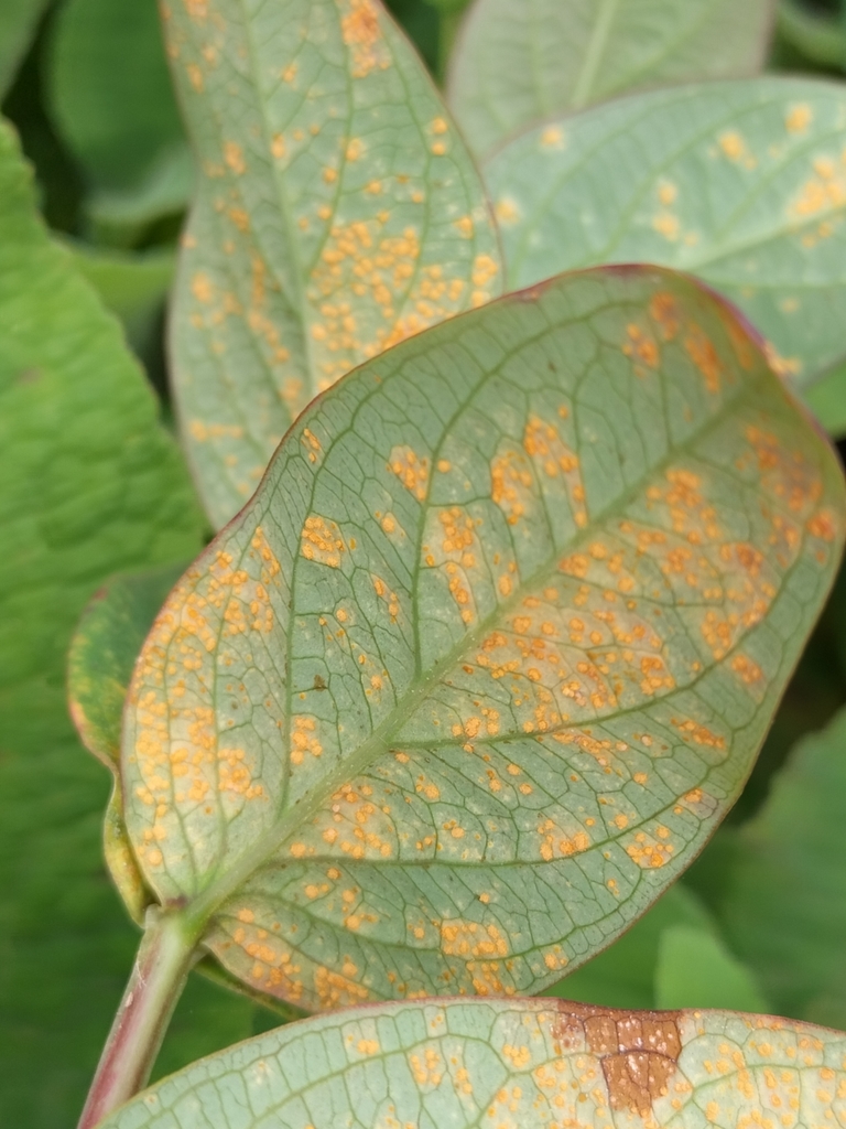 Rust infecting a leaf