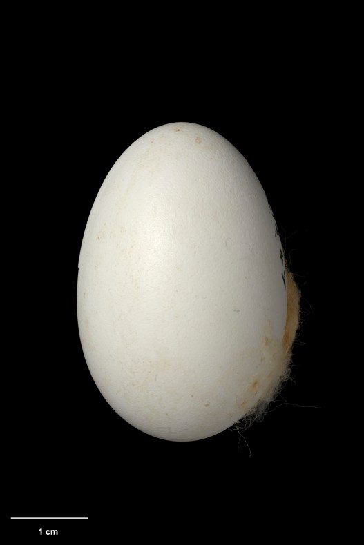 A photo of a large white egg with some feathers stuck to it on a black background
