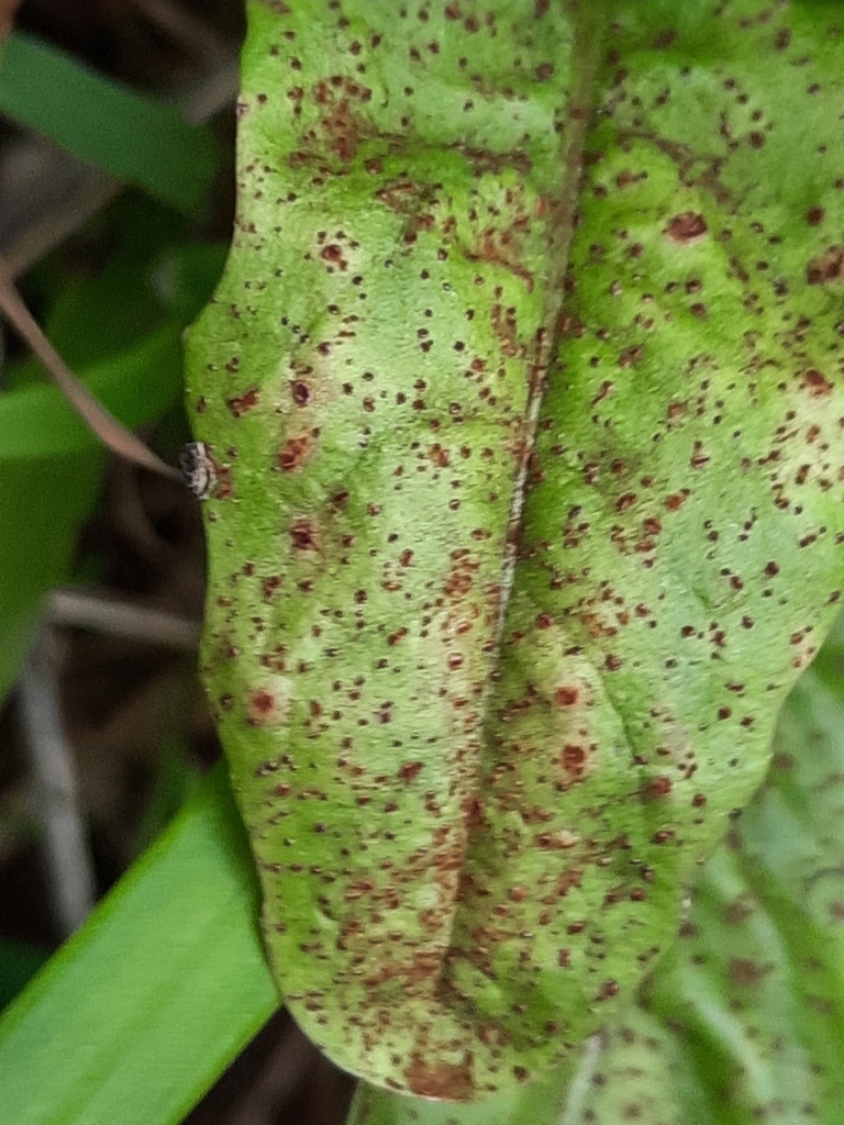 Rust-coloured dots on a leaf