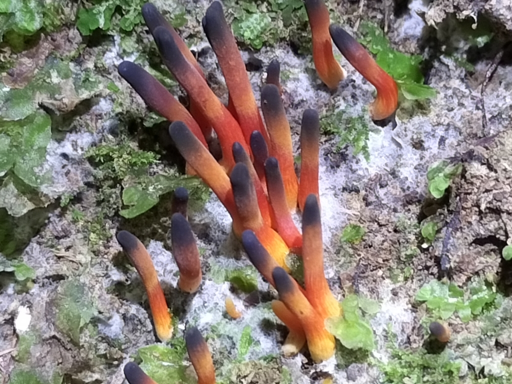 Orange and black spikey fungi.