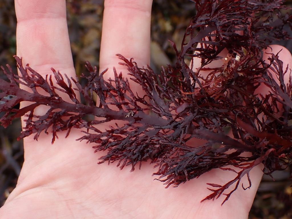 Hand holding a red alga