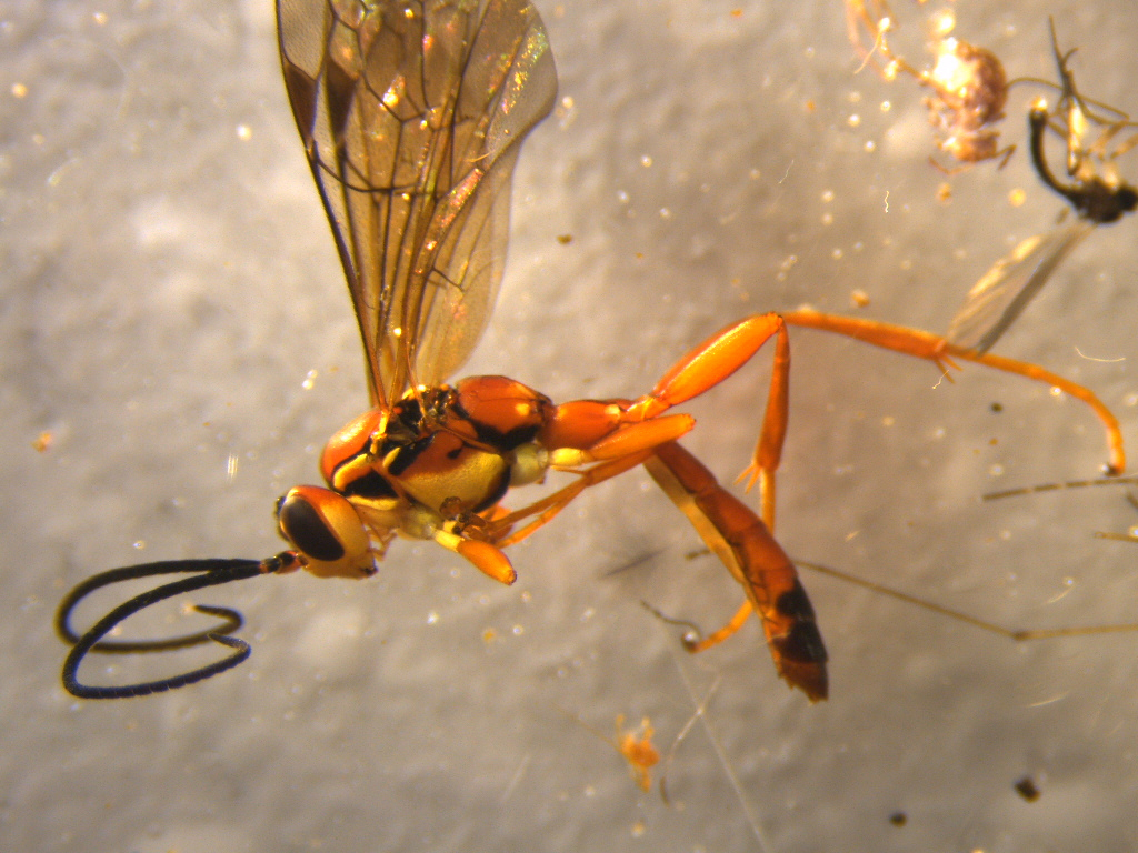 a very orange wasp with long antennae