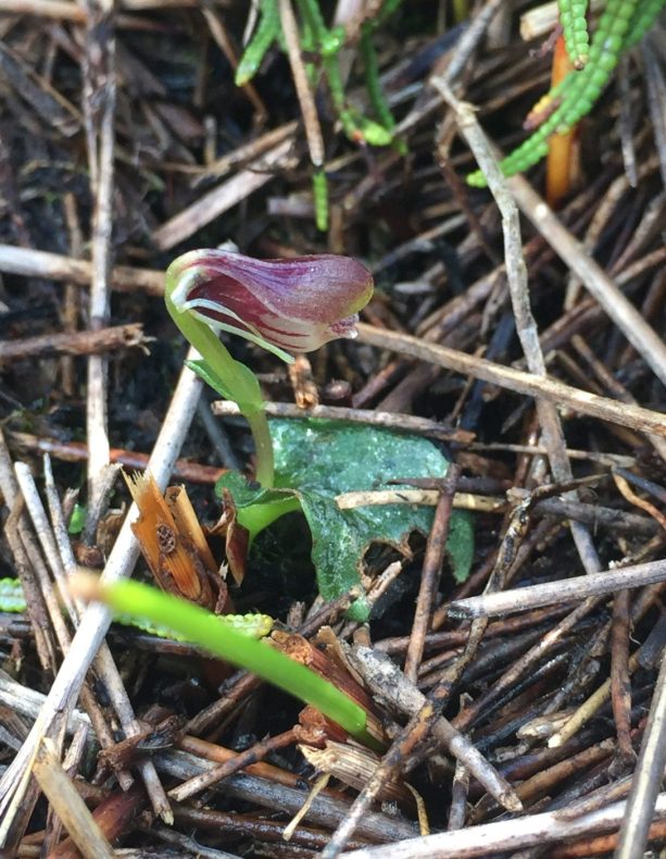 A small plant in the ground surrounded by dead leaves.