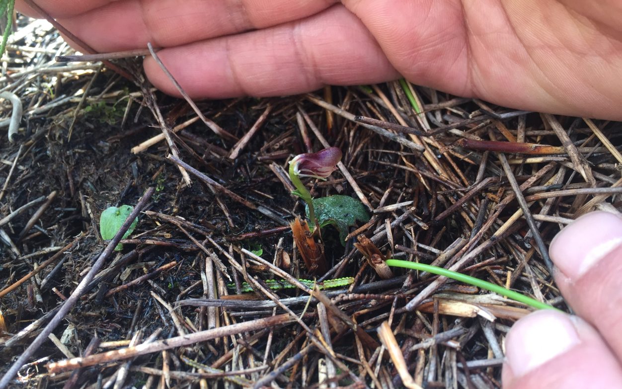A close-up photo of a very small plant surrounded by a person's hand and fingers. 