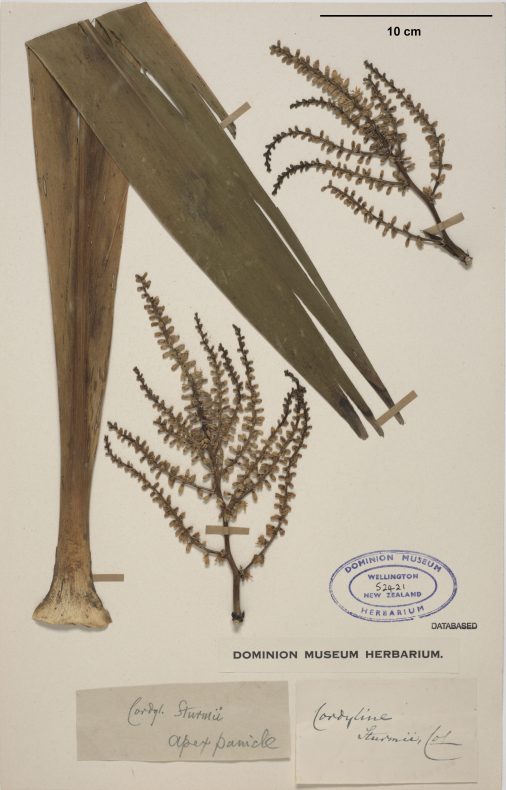 A museum card with three pieces of dried plants, a stamp, and some writing on it describing the species