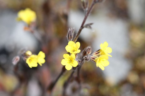Close up photo of Myosotis australis subsp. australis R.Br. flowering bright yellow flowers