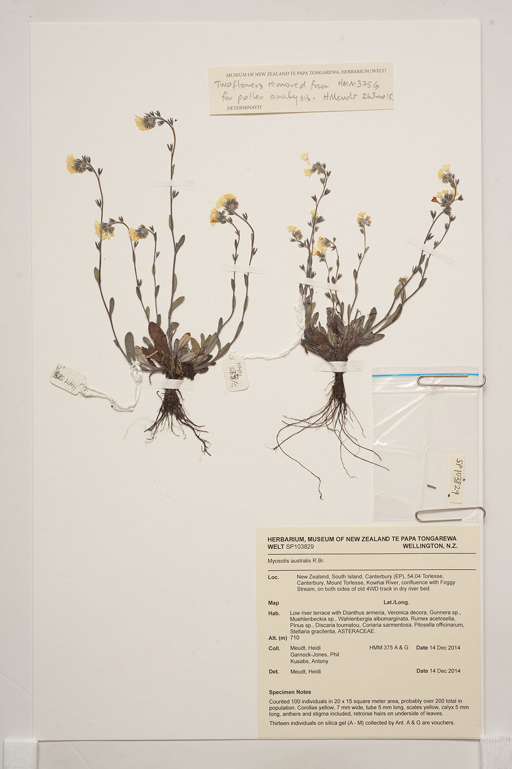 Specimen sheet for Myosotis australis subsp. australis R.Br. – a sheet with the specimen attached to it, along with an identification card