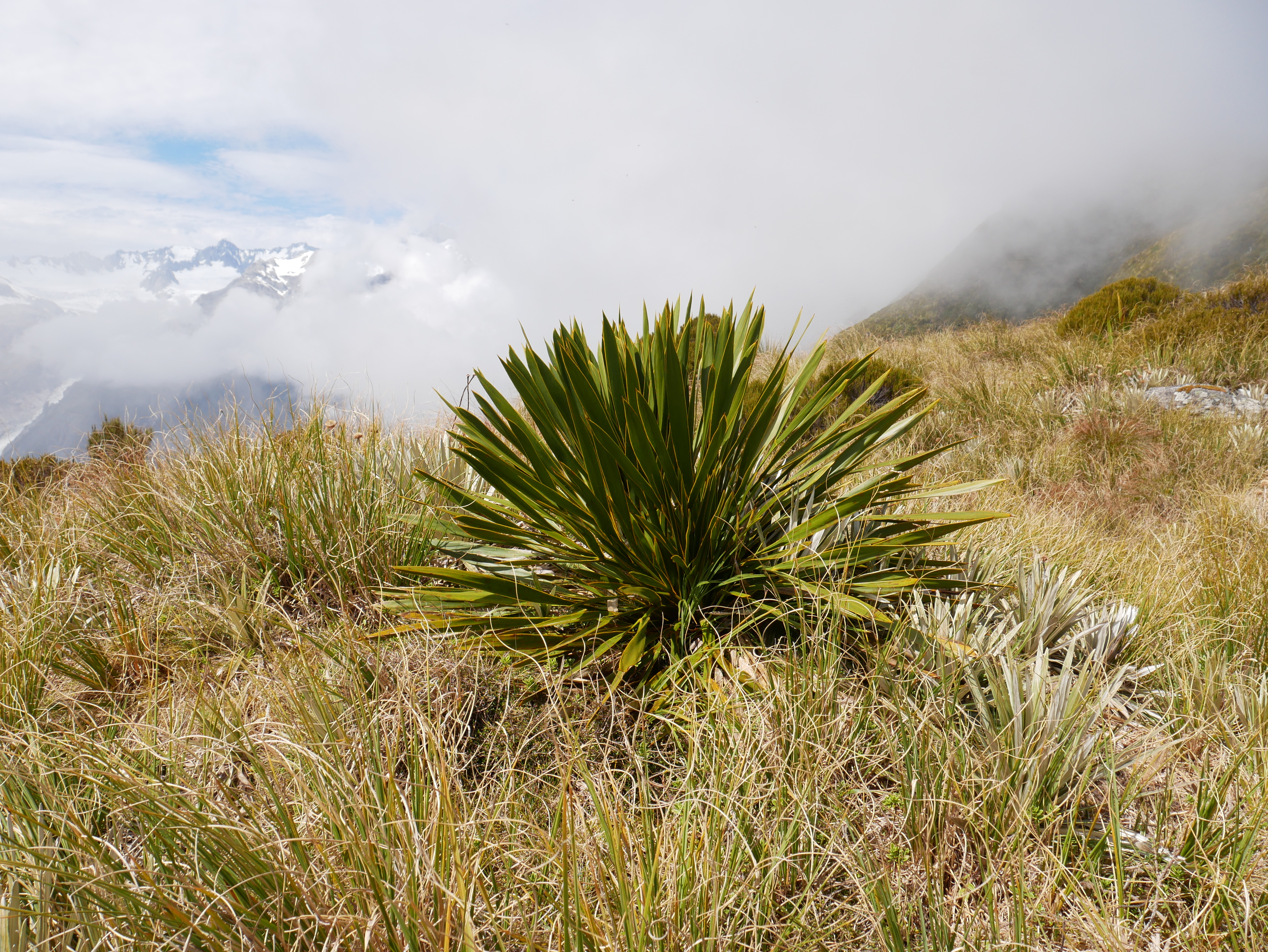 A spiky flax that is growing out of the long grass on the sids of a cloud-covered mountain.