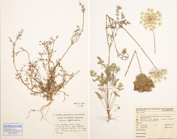 A split image of two specimen cards with dried specimens taped to them and scientific notes and stamps on the lower half of the cards.