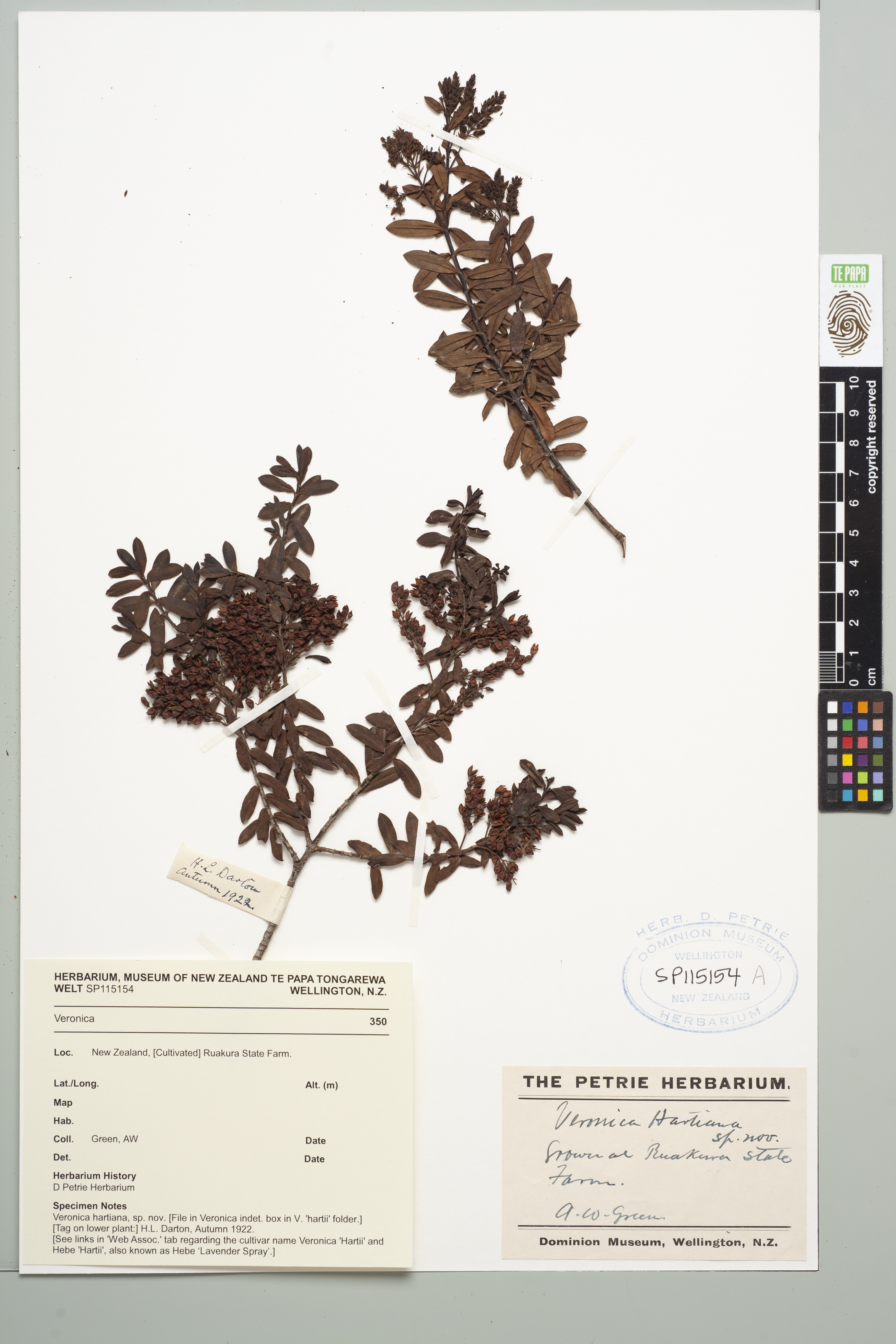 Veronica, collected autumn 1922 by HL Darton & AW Green, [Cultivated] Grown at Lawrence, New Zealand. CC BY 4.0. Te Papa (SP115154).