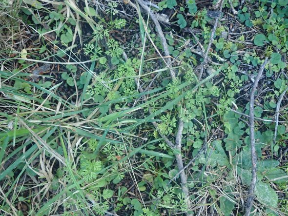 A close up view of grass and small plants and twigs
