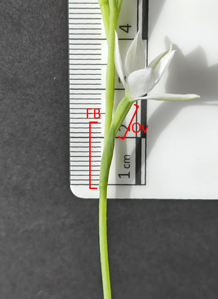 A piece of a plant stem with a flower growing from it. There is a ruler behind the stem and flower. There is a red marker showing two parts being measured.