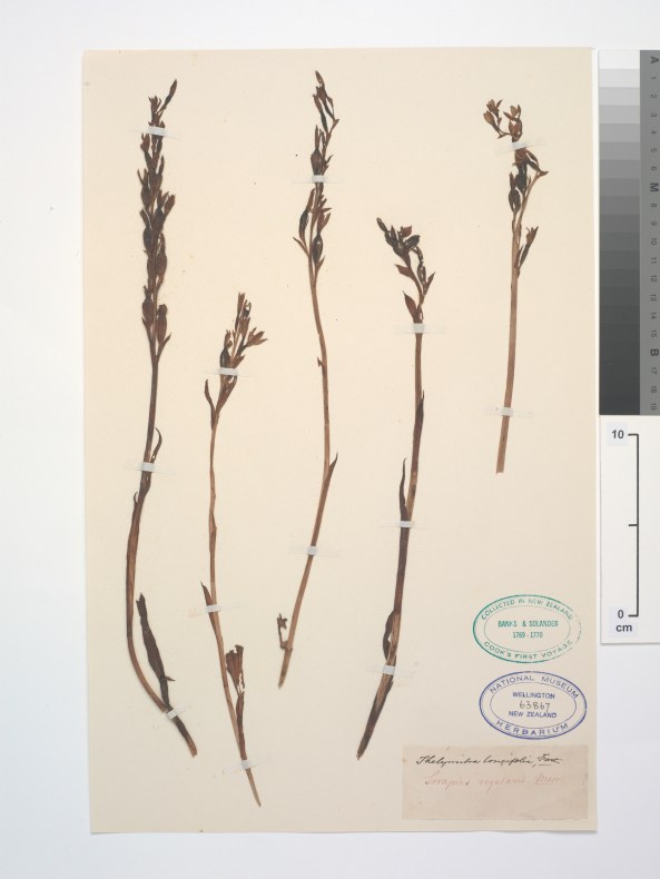 Plant specimens taped to an A4 card with museum stamps on the bottom right corner along with hand-written notes.