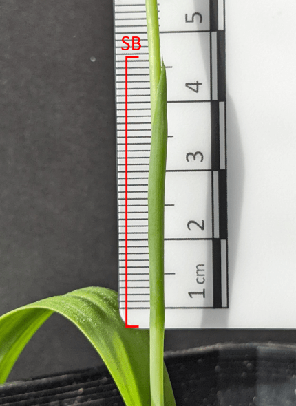 A piece of a plant stem poking out of a pot with a ruler beside it showing the height of the stem. There is a red marker showing the part being measured.