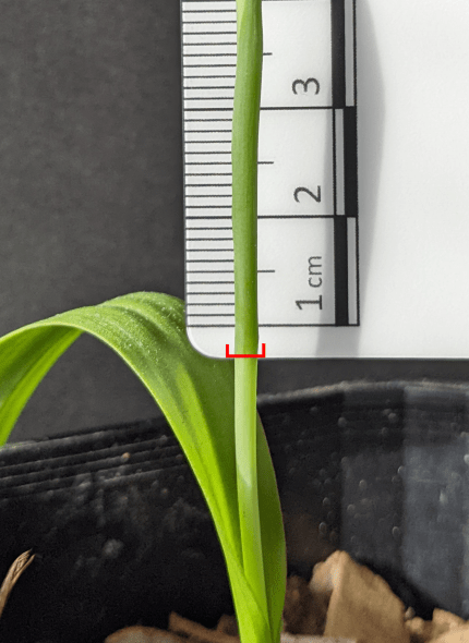 A piece of a plant stem poking out of a pot with a ruler above it showing the width of the stem. There is a red marker showing the widest part.
