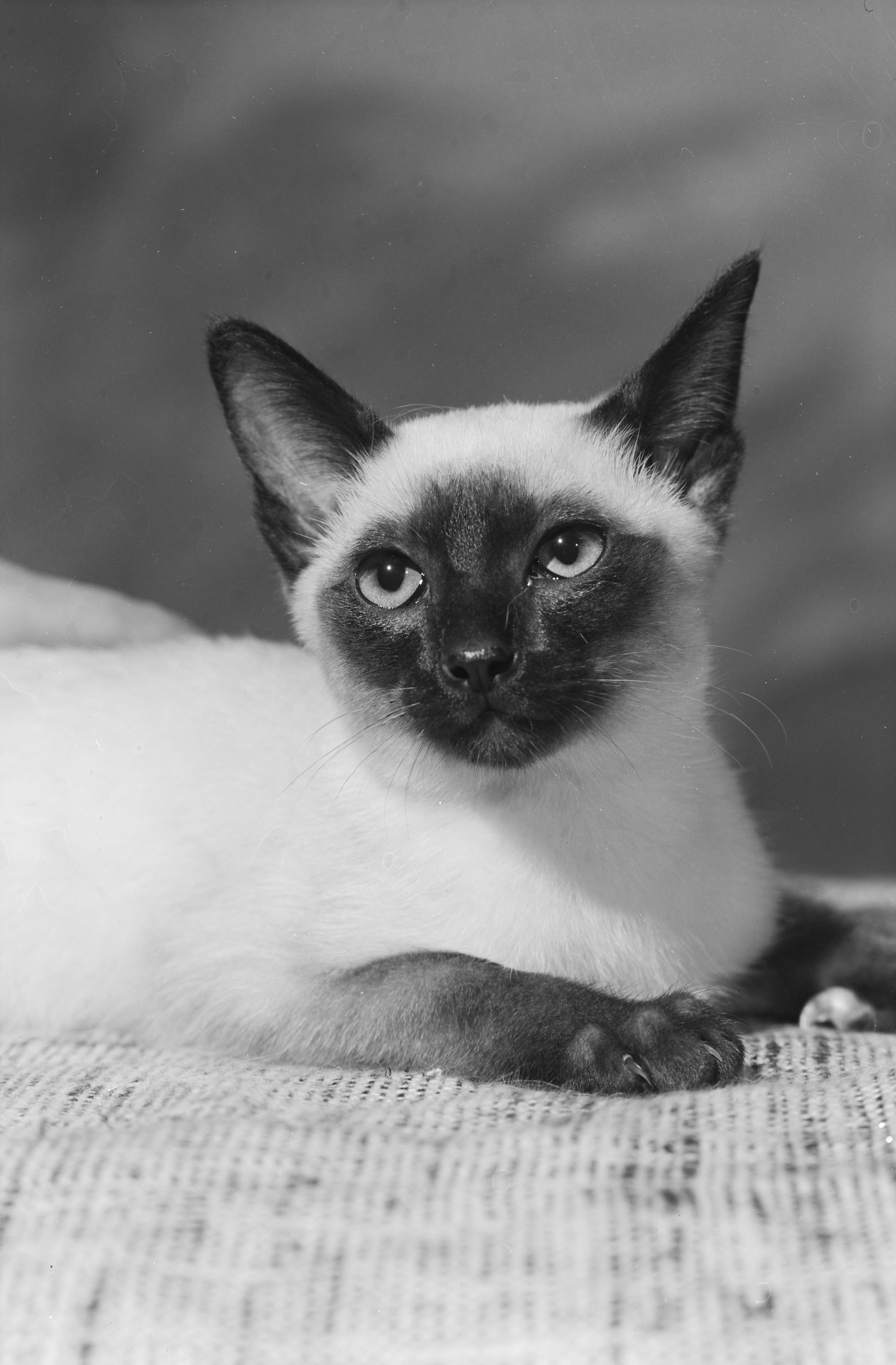 A black and white close up of the head and front paws of a siamese cat with dark ears, face, and paws, facing right.