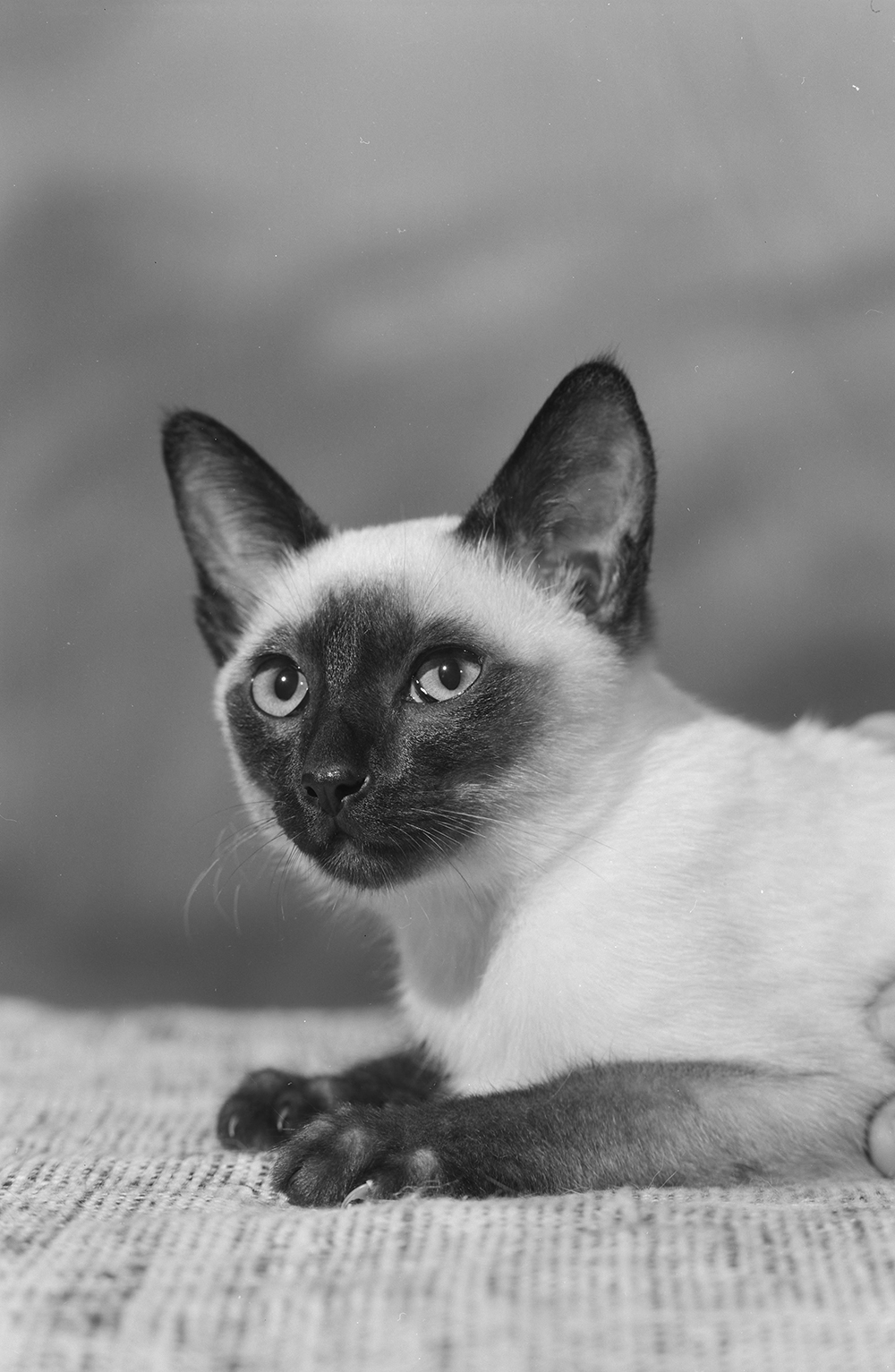 A black and white close up of the head and front paws of a siamese cat with dark ears, face, and paws, facing left.