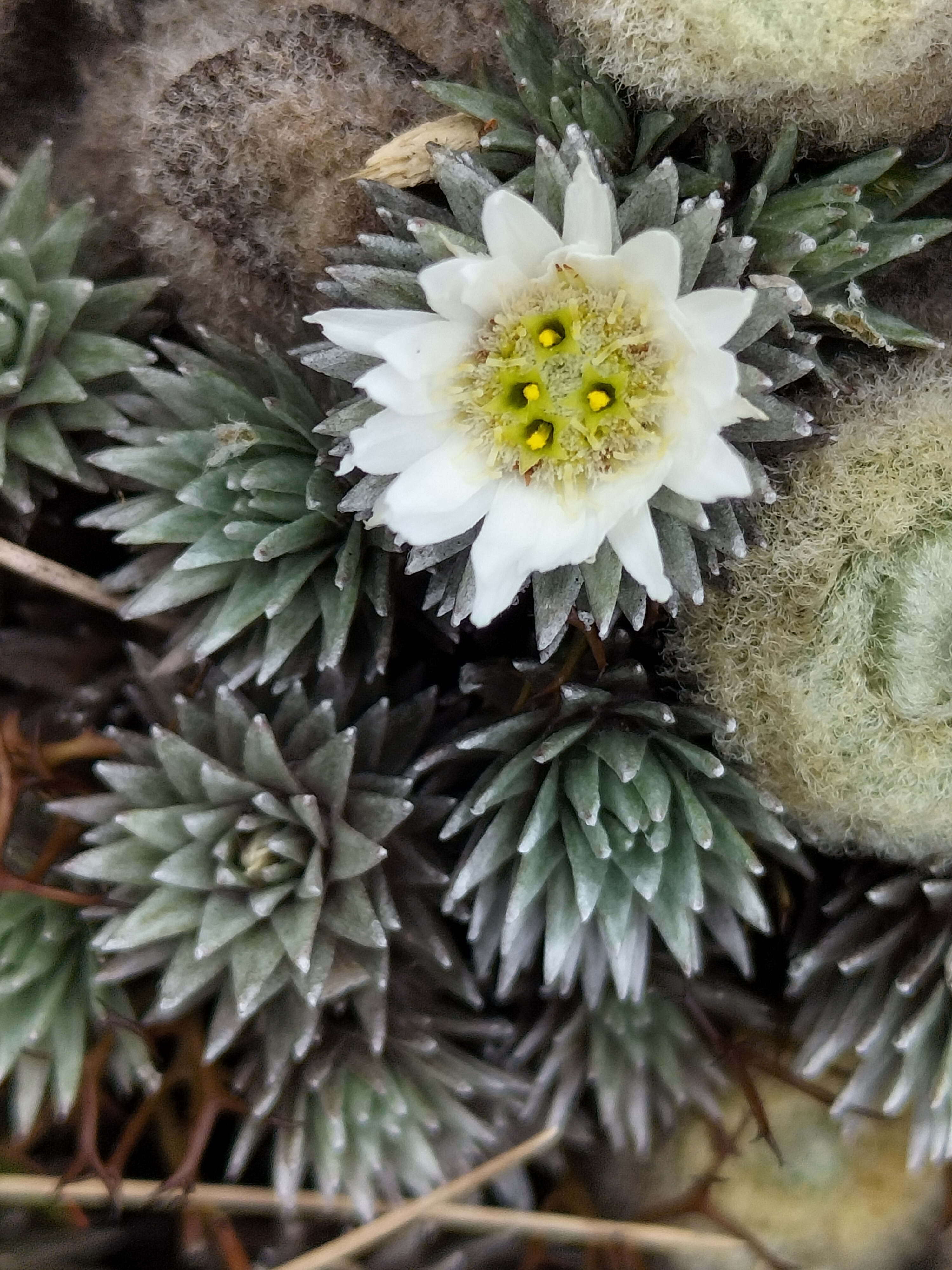 A white and yellow flower sitting by small spiky succulents.