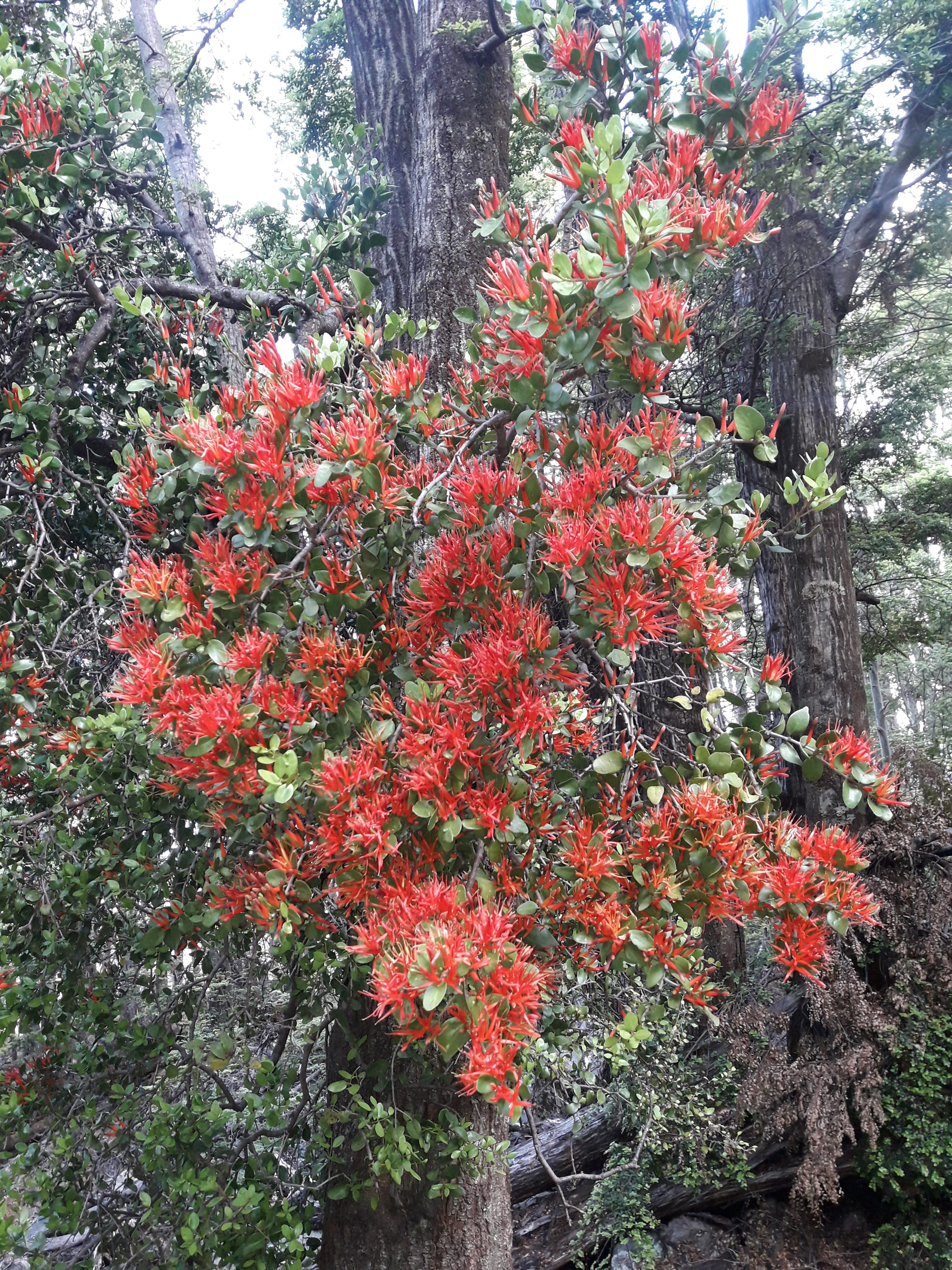 Red flowers like bottlebrush or pōhutukawa growing up the side of a tree.