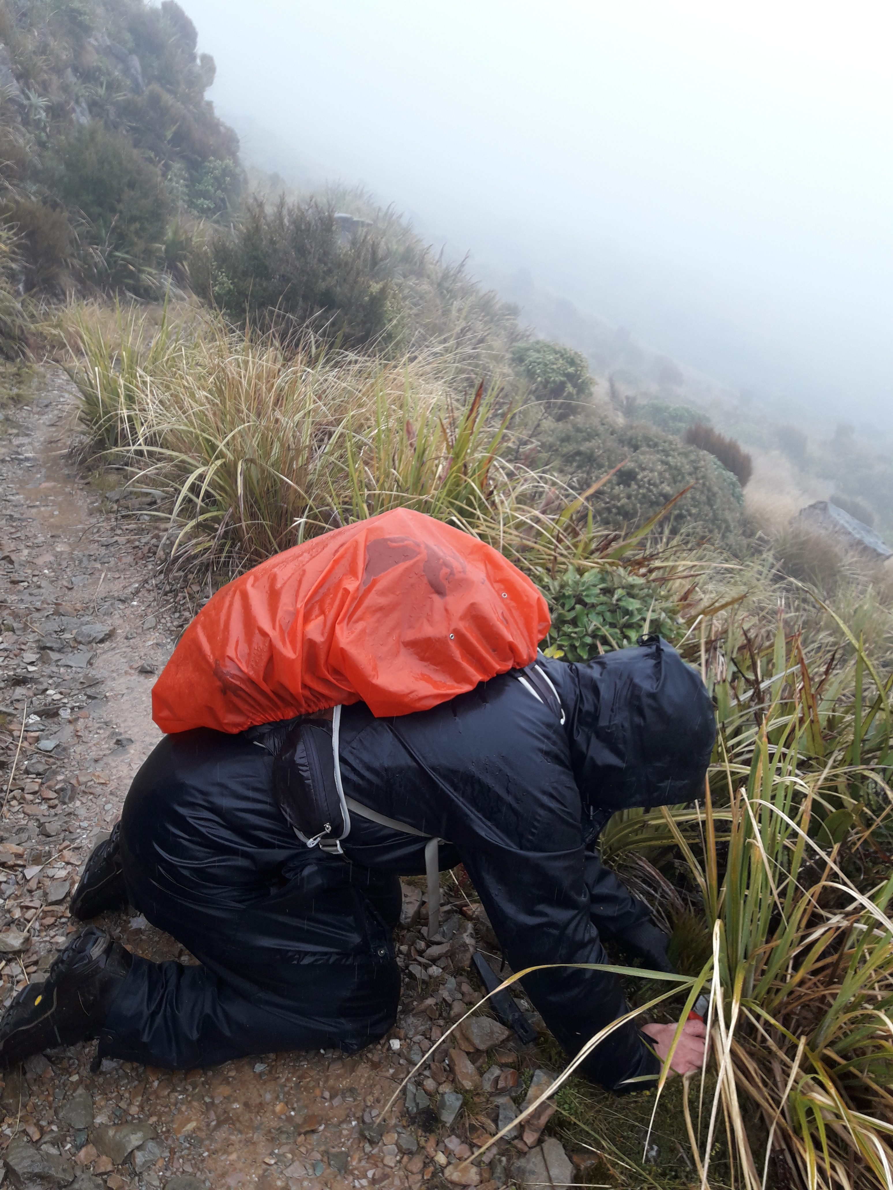 A man in wet-weather gear is kneeling on a stony path looking at long grasses.