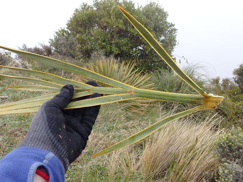 Stipules are the outgrowths at the base of speargrass leaves. Photo Leon Perrie.