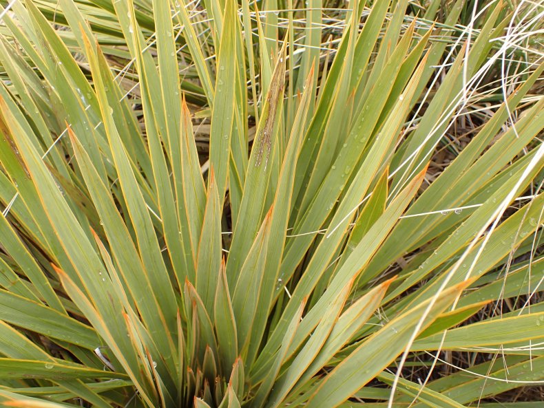 Example of a speargrass which looks a lot like a flax bush.