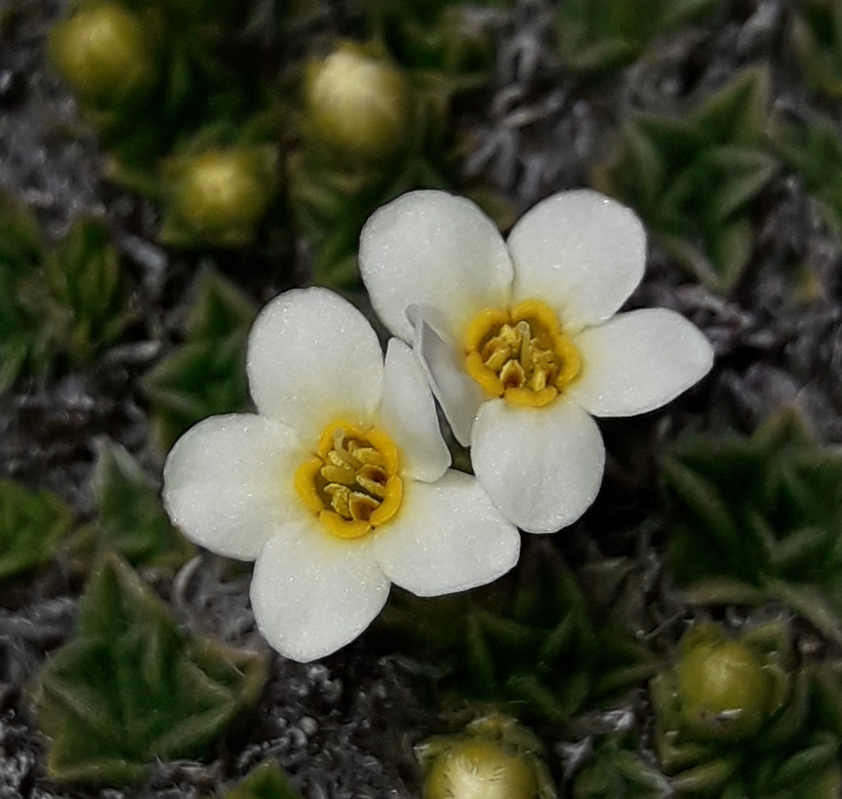 Two small white flowers on a dark leafy background.