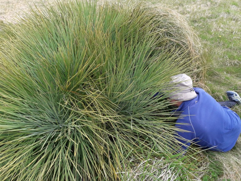A man in a hat is lying on the ground getting right into the centre of a large spiky plant.