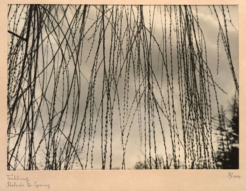 A photograph of spindly fronds drooping down over the front of the image. The sky is in the background.