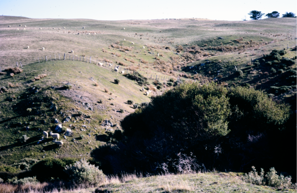 A scrubby and dry-looking hillside.