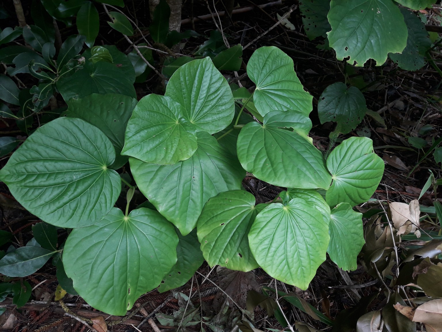 Flowering plants of Norfolk Island Te Papa’s Blog