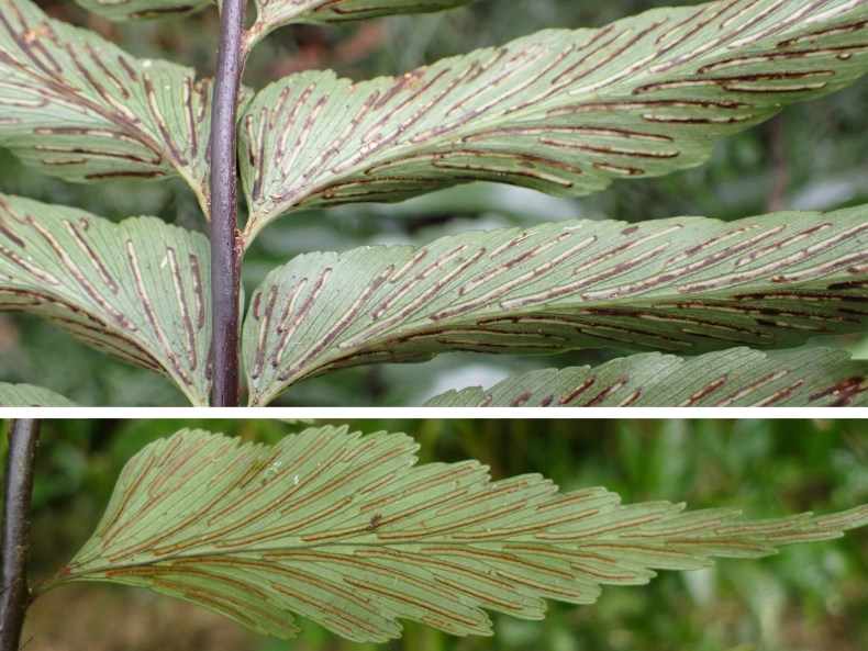 A horizontal-split image of a close up of leaves coming off a fern frond. The second image is an even closer look at the leaf pattern.