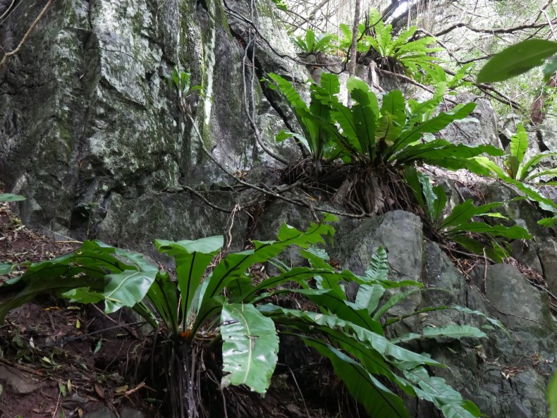 Large dock leaves sprouting near the roots of a tree.