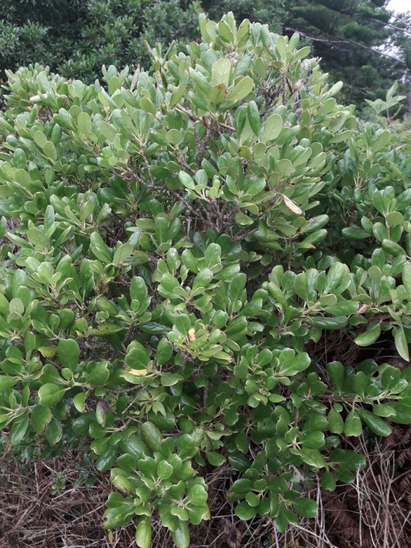 A shrub with many leaves and branches 