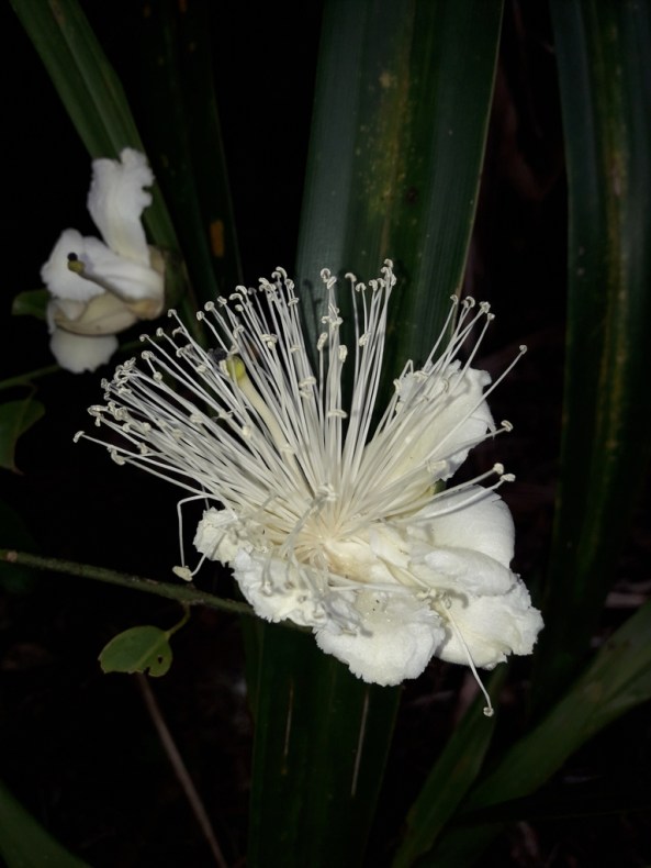 A white flower with very long stamens shooting out.