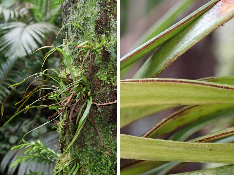 A split image of grassy fern leaves growing off the side of a tree. The second image is a close-up of the frond leaves.