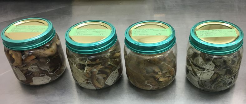 Four mason storage jars with lids and labels on the lids. The jars are full of lizards. 