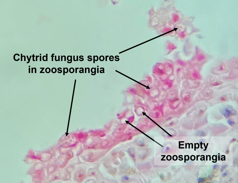Searching for New Zealand’s first record of chytrid fungus in frogs ...