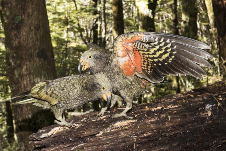 Two dark green parrot-like birds close together on the forest floor. One has it's wings open showing orange and yellow feathers.