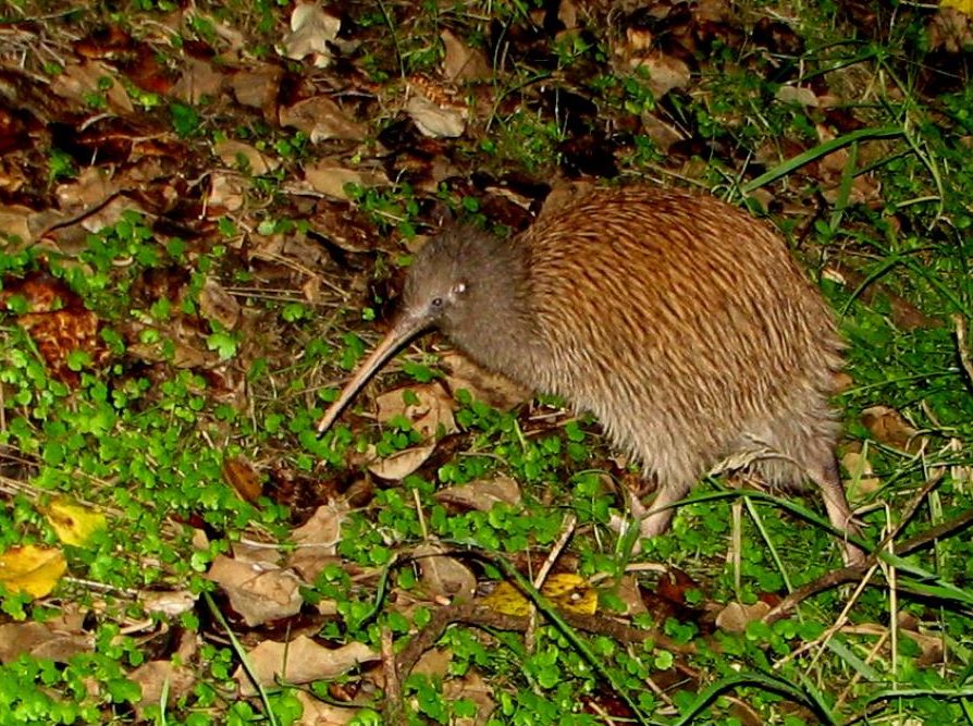 Birds of the Great Walks of NZ & online | CAMD – Public Site