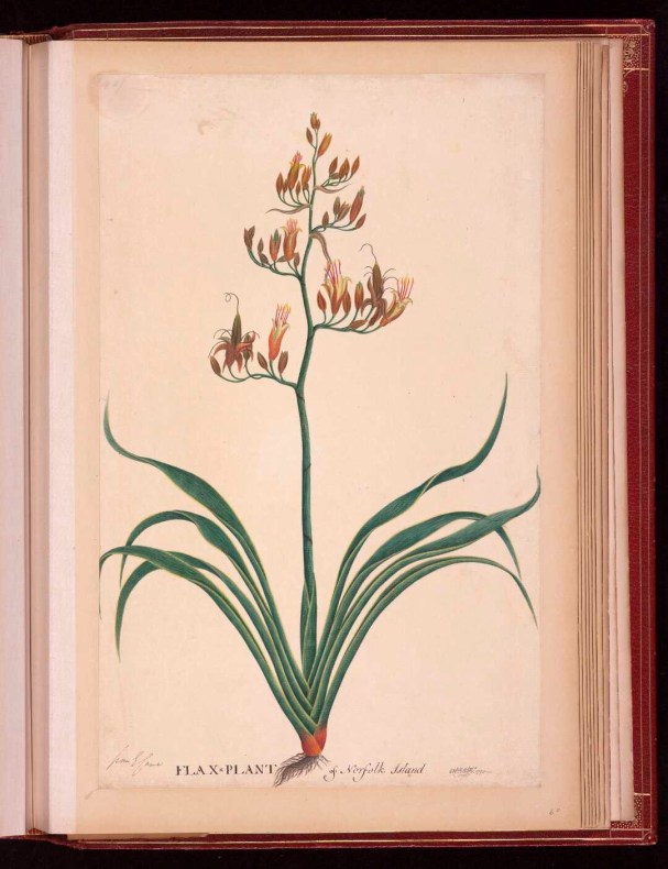 A page of a old book with a drawing of a flax plant with leaves and one stem of flowers.