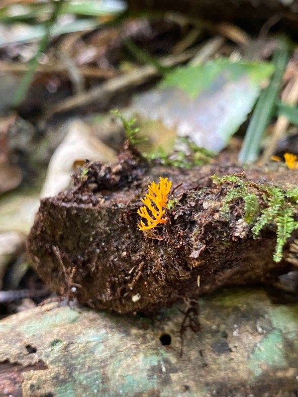 A bright orange fungus front that has a coral shape growing out of a piece of rotting ponga.