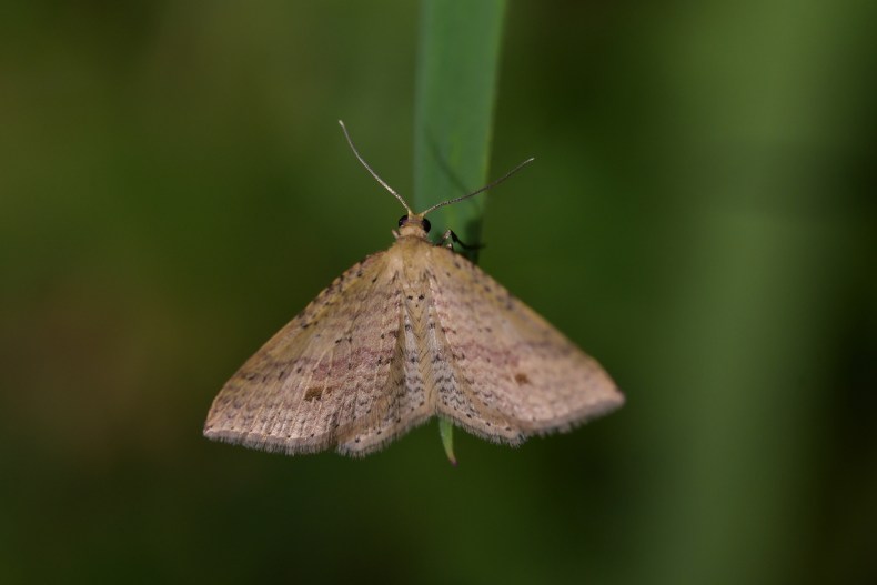 A moth with brown wings sitting on a green grass leaf.