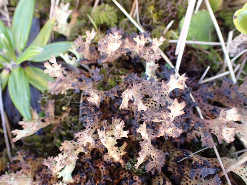 A light-brown lichen growing on at ground level.